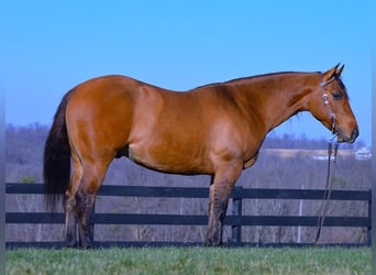 American Quarter Horse, Ruin, 5 Jaar, 142 cm, Falbe