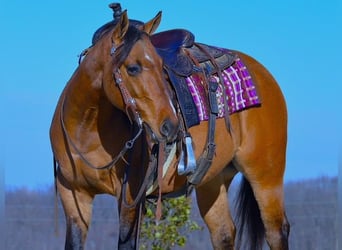 American Quarter Horse, Ruin, 5 Jaar, 142 cm, Falbe