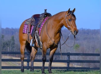 American Quarter Horse, Ruin, 5 Jaar, 142 cm, Falbe