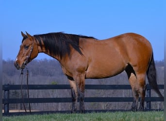 American Quarter Horse, Ruin, 5 Jaar, 142 cm, Falbe