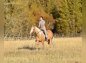 American Quarter Horse, Ruin, 5 Jaar, 142 cm, Palomino