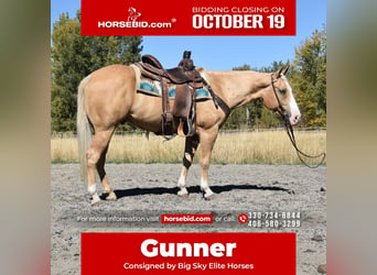 American Quarter Horse, Ruin, 5 Jaar, 142 cm, Palomino