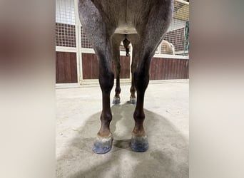 American Quarter Horse, Ruin, 5 Jaar, 142 cm, Roan-Red