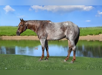 American Quarter Horse, Ruin, 5 Jaar, 142 cm, Roan-Red