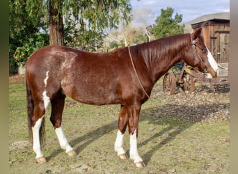 American Quarter Horse, Ruin, 5 Jaar, 142 cm, Roan-Red
