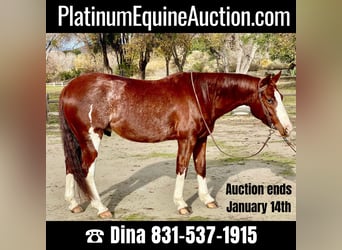 American Quarter Horse, Ruin, 5 Jaar, 142 cm, Roan-Red