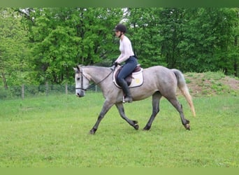 American Quarter Horse, Ruin, 5 Jaar, 142 cm, Schimmel
