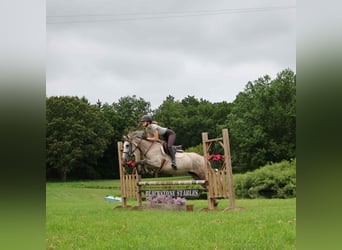 American Quarter Horse, Ruin, 5 Jaar, 142 cm, Schimmel