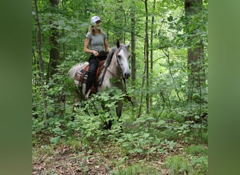 American Quarter Horse, Ruin, 5 Jaar, 142 cm, Schimmel