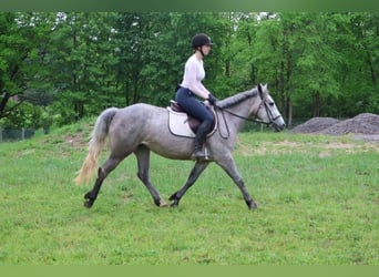 American Quarter Horse, Ruin, 5 Jaar, 142 cm, Schimmel