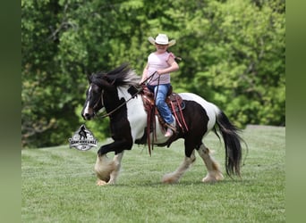 American Quarter Horse, Ruin, 5 Jaar, 142 cm, Tobiano-alle-kleuren