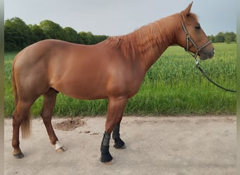 American Quarter Horse, Ruin, 5 Jaar, 144 cm, Vos