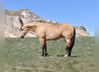 American Quarter Horse, Ruin, 5 Jaar, 145 cm, Buckskin
