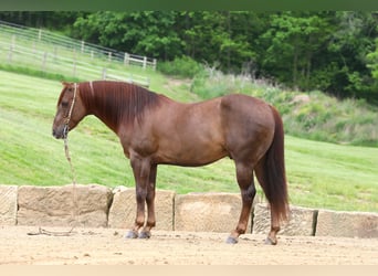 American Quarter Horse, Ruin, 5 Jaar, 145 cm, Donkere-vos