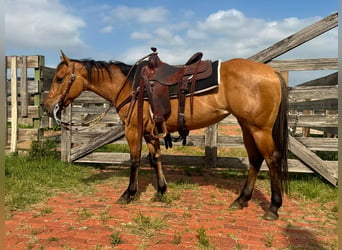 American Quarter Horse, Ruin, 5 Jaar, 145 cm, Falbe