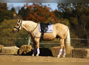 American Quarter Horse, Ruin, 5 Jaar, 145 cm, Palomino