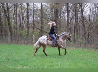 American Quarter Horse, Ruin, 5 Jaar, 145 cm, Roan-Bay