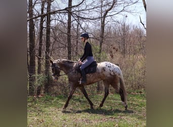 American Quarter Horse, Ruin, 5 Jaar, 145 cm, Roan-Bay