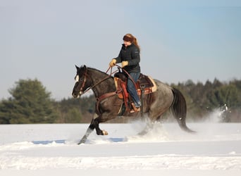 American Quarter Horse, Ruin, 5 Jaar, 145 cm, Roan-Blue