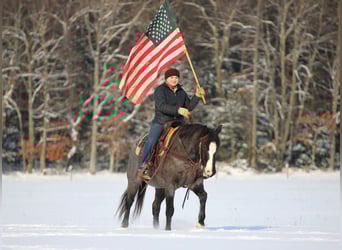 American Quarter Horse, Ruin, 5 Jaar, 145 cm, Roan-Blue