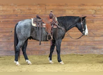 American Quarter Horse, Ruin, 5 Jaar, 145 cm, Roan-Blue