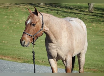 American Quarter Horse, Ruin, 5 Jaar, 145 cm, Roan-Red
