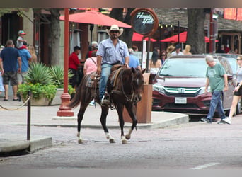 American Quarter Horse, Ruin, 5 Jaar, 145 cm, Roodbruin