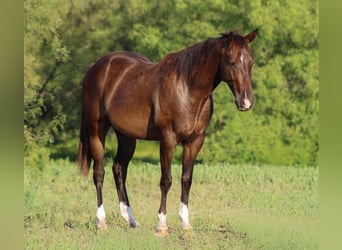 American Quarter Horse, Ruin, 5 Jaar, 145 cm, Roodbruin