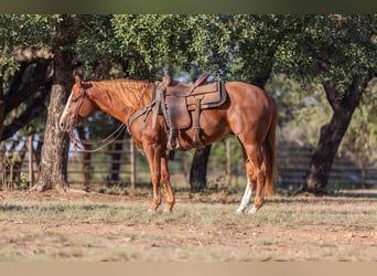 American Quarter Horse, Ruin, 5 Jaar, 145 cm, Roodvos