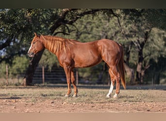 American Quarter Horse, Ruin, 5 Jaar, 145 cm, Roodvos