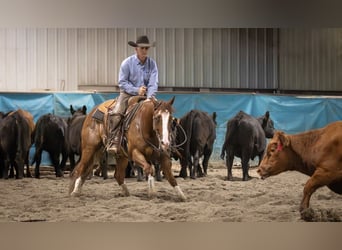 American Quarter Horse, Ruin, 5 Jaar, 145 cm, Roodvos