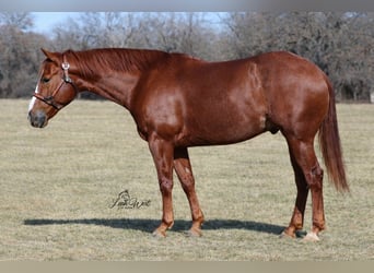 American Quarter Horse, Ruin, 5 Jaar, 145 cm, Roodvos