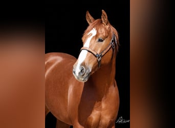 American Quarter Horse, Ruin, 5 Jaar, 145 cm, Roodvos