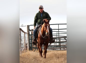 American Quarter Horse, Ruin, 5 Jaar, 145 cm, Roodvos