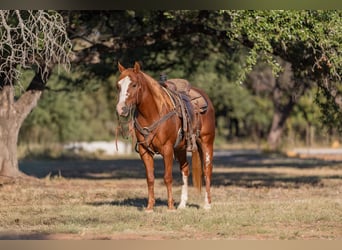 American Quarter Horse, Ruin, 5 Jaar, 145 cm, Roodvos