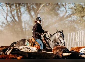 American Quarter Horse, Ruin, 5 Jaar, 145 cm, Schimmel