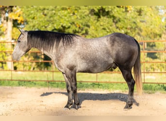 American Quarter Horse, Ruin, 5 Jaar, 145 cm, Schimmel