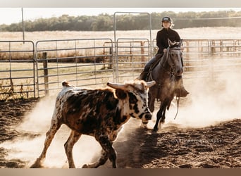 American Quarter Horse, Ruin, 5 Jaar, 145 cm, Schimmel