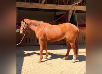 American Quarter Horse, Ruin, 5 Jaar, 145 cm, Vos