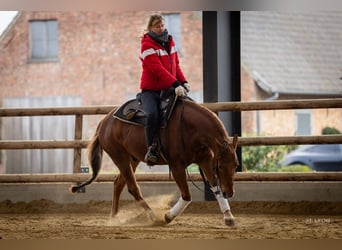 American Quarter Horse, Ruin, 5 Jaar, 146 cm, Vos