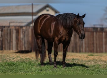 American Quarter Horse, Ruin, 5 Jaar, 147 cm, Bruin