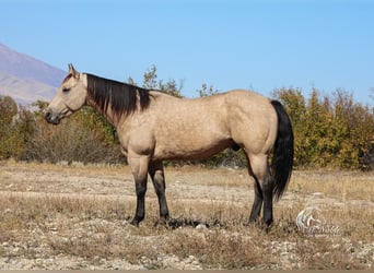 American Quarter Horse, Ruin, 5 Jaar, 147 cm, Buckskin