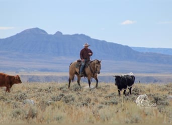 American Quarter Horse, Ruin, 5 Jaar, 147 cm, Buckskin