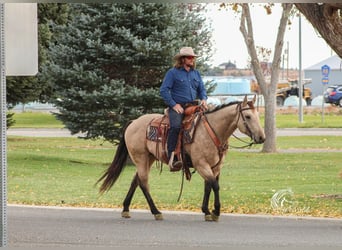 American Quarter Horse, Ruin, 5 Jaar, 147 cm, Buckskin