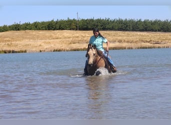 American Quarter Horse, Ruin, 5 Jaar, 147 cm, Buckskin