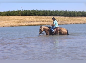 American Quarter Horse, Ruin, 5 Jaar, 147 cm, Buckskin