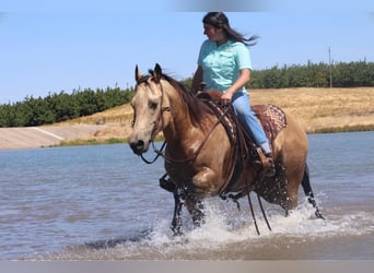 American Quarter Horse, Ruin, 5 Jaar, 147 cm, Buckskin