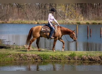 American Quarter Horse, Ruin, 5 Jaar, 147 cm, Falbe