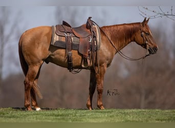 American Quarter Horse, Ruin, 5 Jaar, 147 cm, Falbe