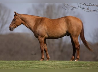 American Quarter Horse, Ruin, 5 Jaar, 147 cm, Falbe